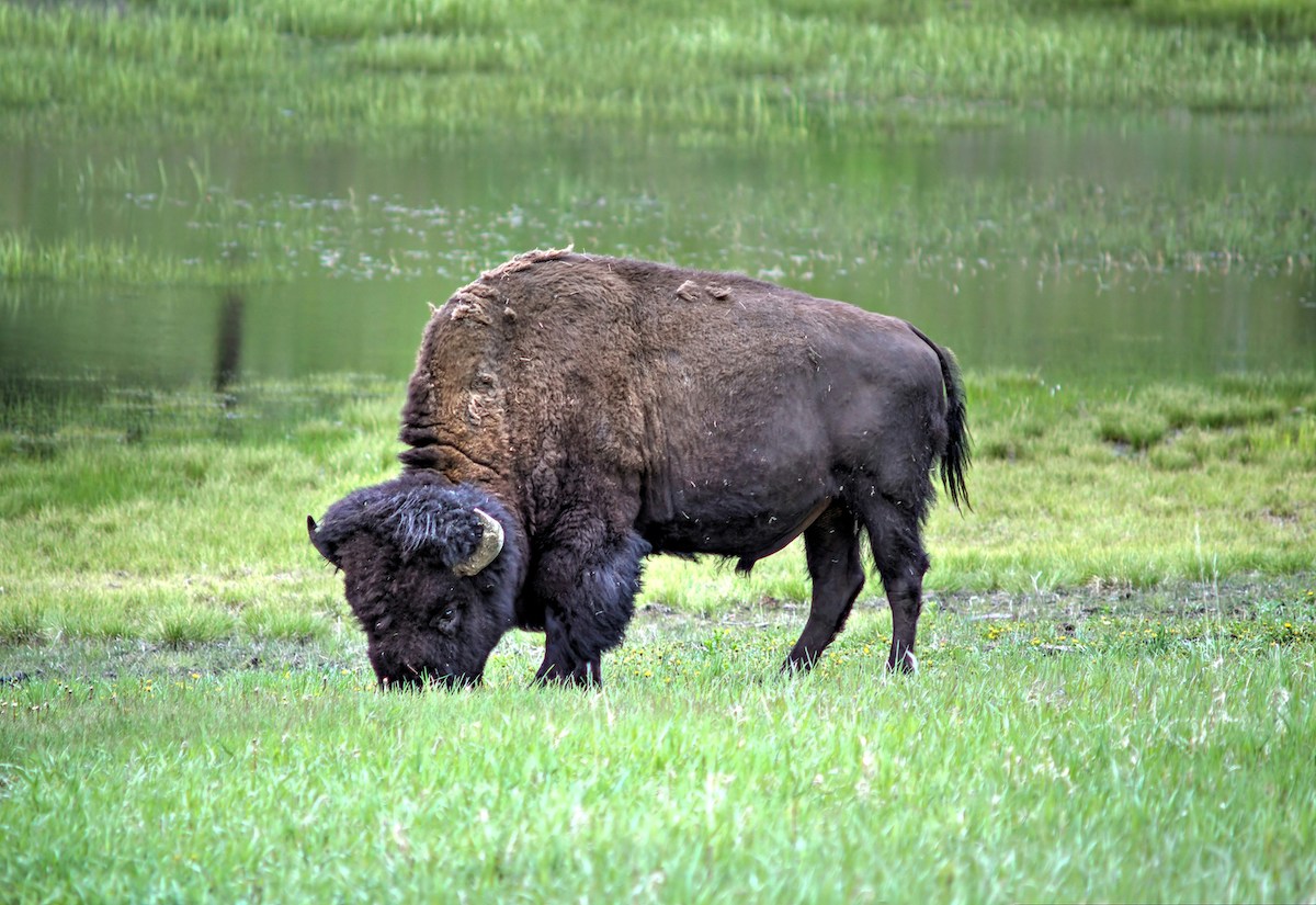 Silver Gate Montana Wildlife Viewing