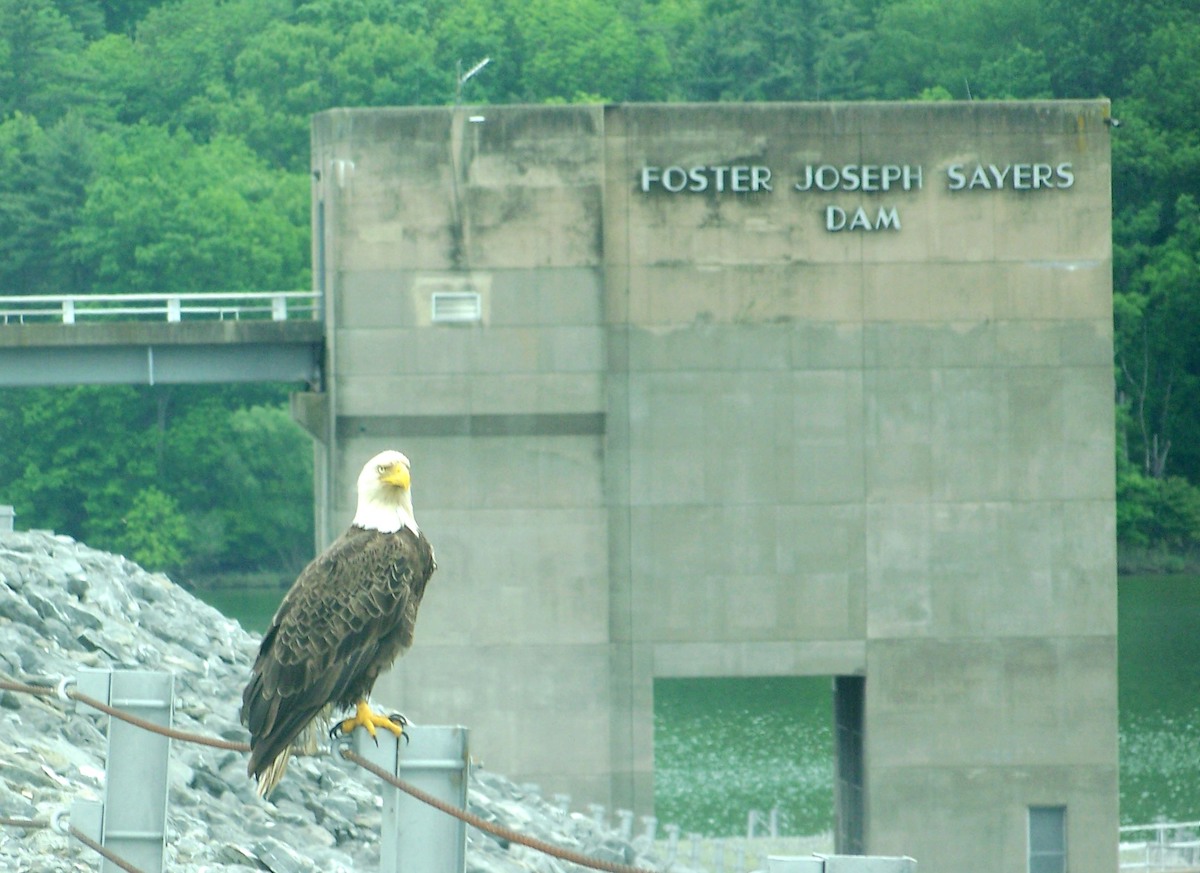 Eagle In Bald Eagle State Park