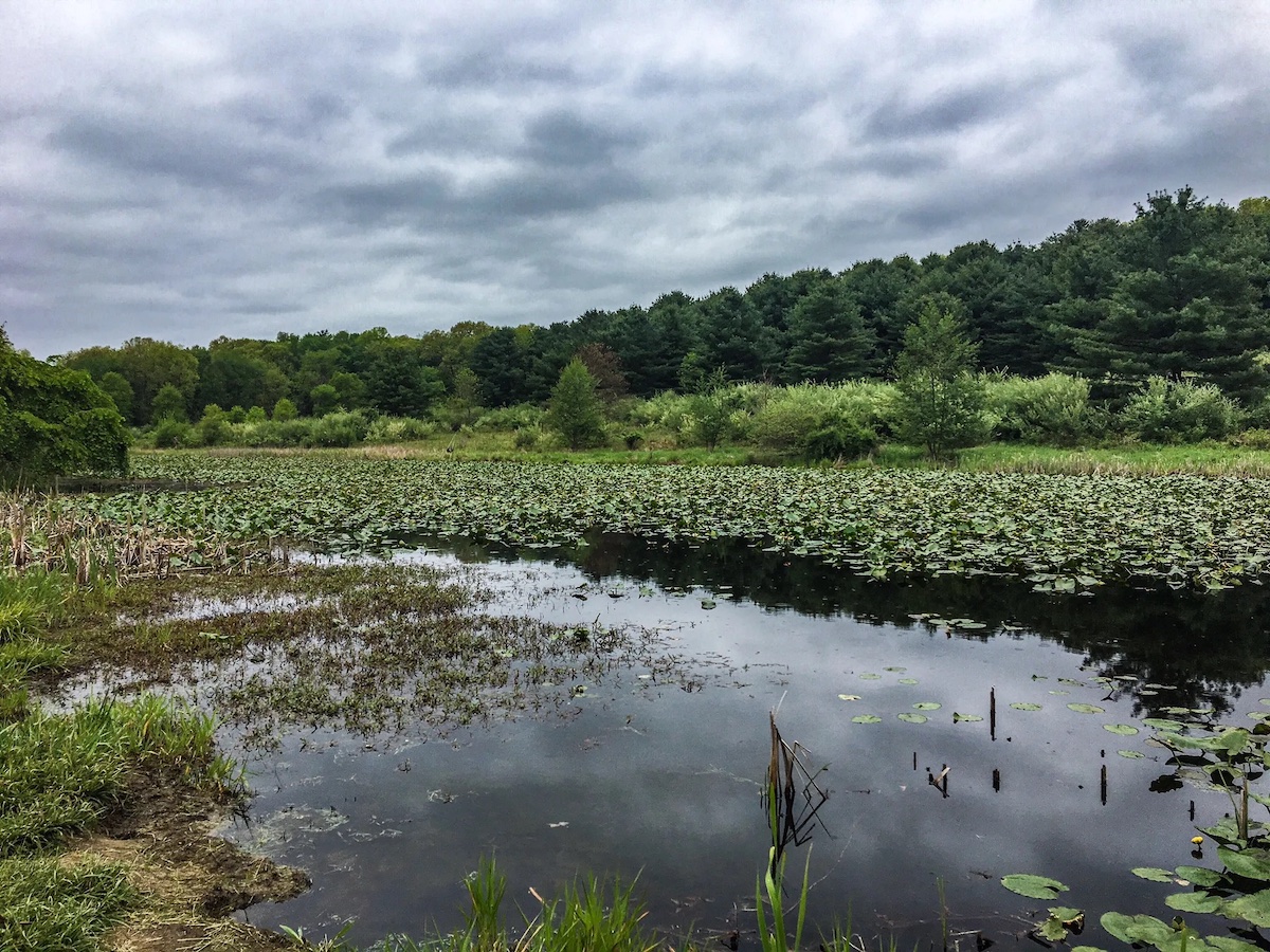 Bald Eagle State Park In The Summer